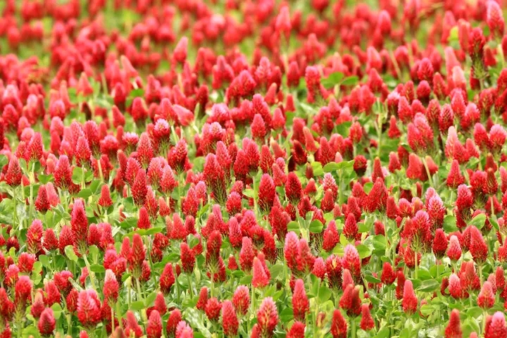 Champ de trèfle incarnat en fleurs rouges